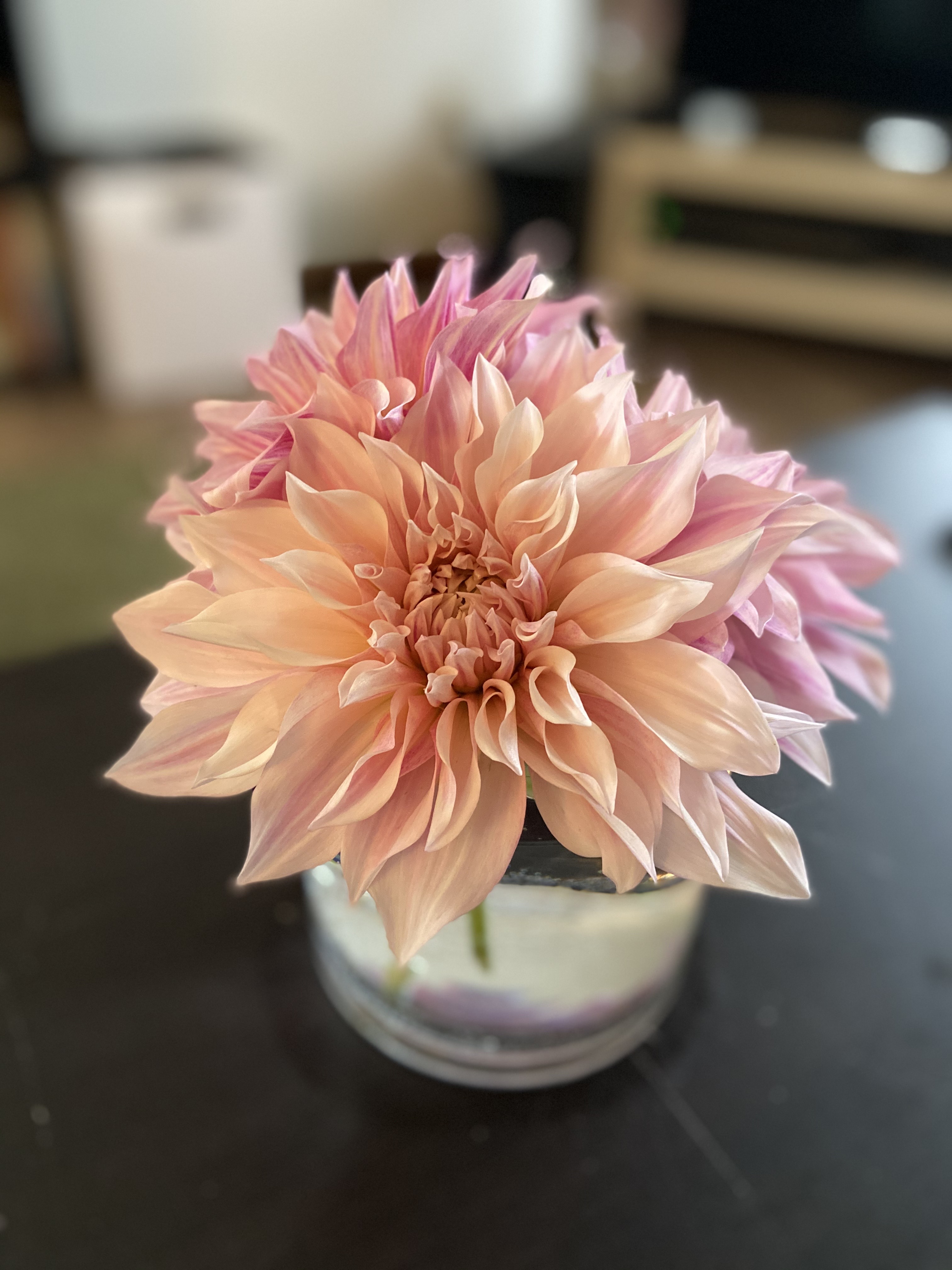 pale pink and fucia dahlias in a white and purple vase